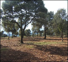 limpieza3