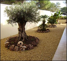 olivo1