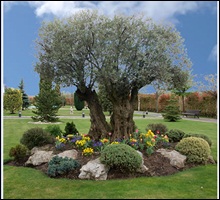 olivo2
