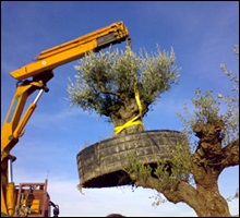 olivo3