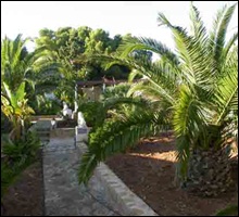 olivo4